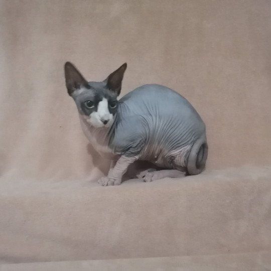 Pearl Beauty Femelle Sphynx