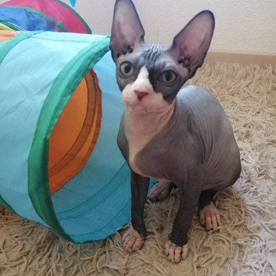 chat Sphynx Tyna Chatterie Luso Cat's