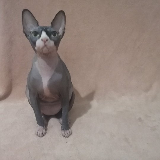 Tyna Femelle Sphynx