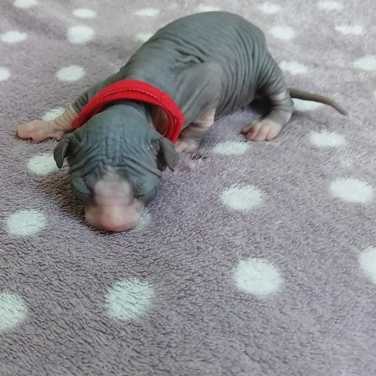chaton Sphynx blue bicolor U-Katsumi Chatterie Luso Cat's