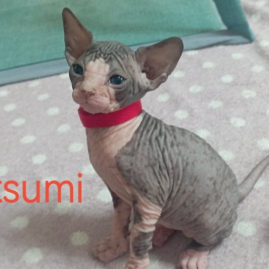 chaton Sphynx blue bicolor U-Katsumi Chatterie Luso Cat's