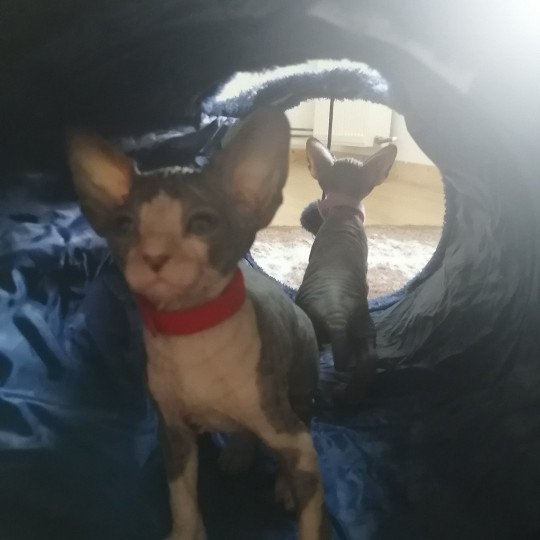 chaton Sphynx blue bicolor U-Katsumi Chatterie Luso Cat's