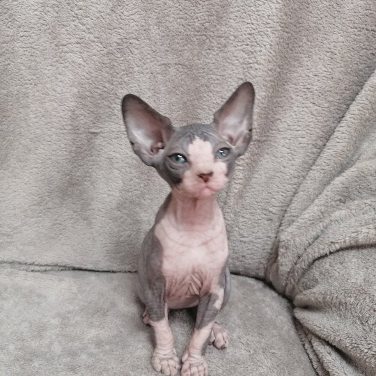 chaton Sphynx blue bicolor U-Katsumi Chatterie Luso Cat's