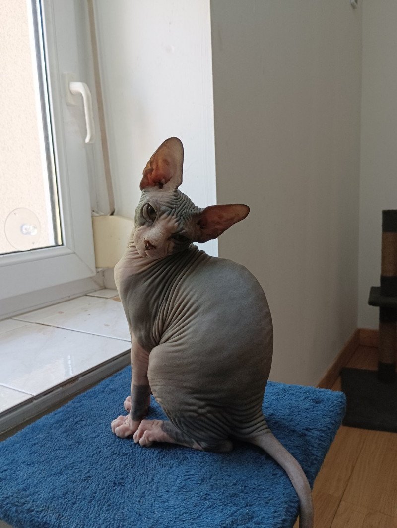 U-Katsumi Luso cats Femelle Sphynx