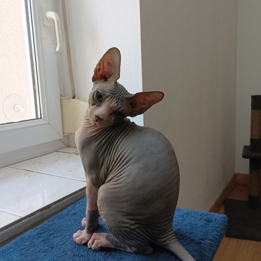 U-Katsumi Luso cats Femelle Sphynx