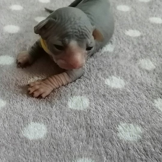 chaton Sphynx blue bicolor Ukita Chatterie Luso Cat's