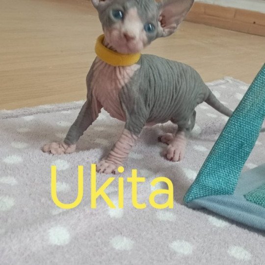 chaton Sphynx blue bicolor Ukita Chatterie Luso Cat's