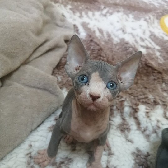 chaton Sphynx blue bicolor Ukita Chatterie Luso Cat's