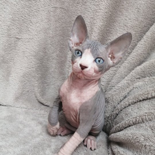 chaton Sphynx blue bicolor Ukita Chatterie Luso Cat's