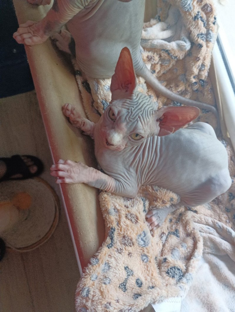 U'Zelie Luso cats Femelle Sphynx