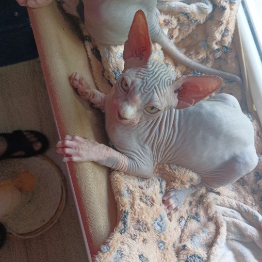 U'Zelie Luso cats Femelle Sphynx