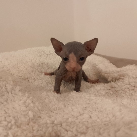 chaton Sphynx blue bicolor Umi Chatterie Luso Cat's