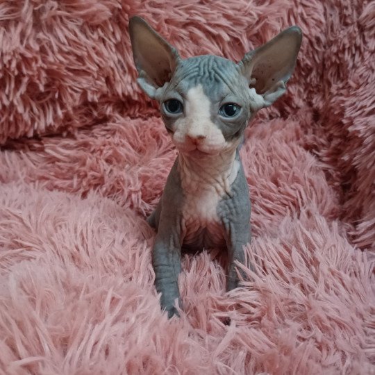 chaton Sphynx blue bicolor Umi Chatterie Luso Cat's