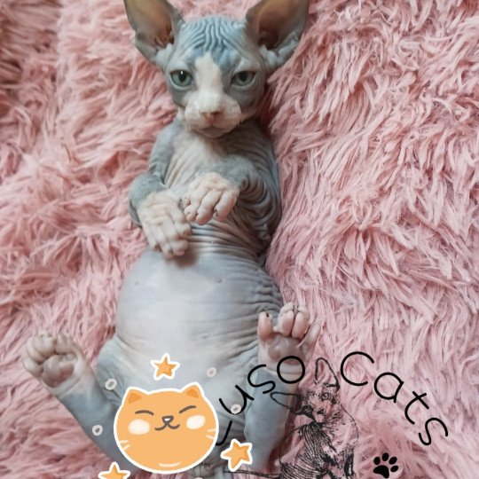 chaton Sphynx blue bicolor Umi Chatterie Luso Cat's