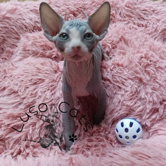 chaton Sphynx blue bicolor Umi Chatterie Luso Cat's
