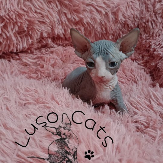 chaton Sphynx blue bicolor Umi Chatterie Luso Cat's