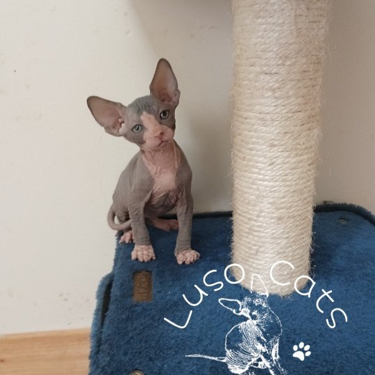 chaton Sphynx blue bicolor Umi Chatterie Luso Cat's