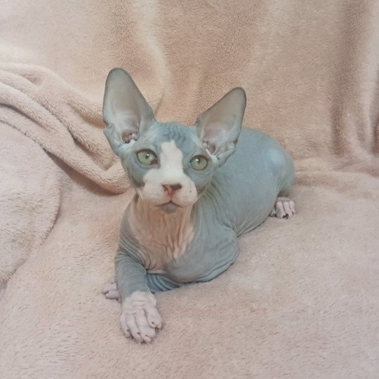 chaton Sphynx blue bicolor Umi Chatterie Luso Cat's