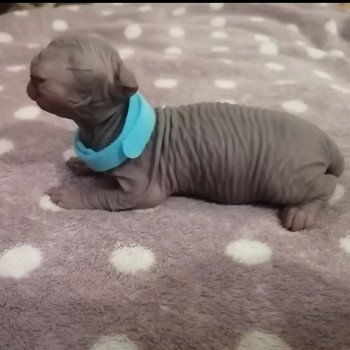 chaton Sphynx blue Unik Chatterie Luso Cat's
