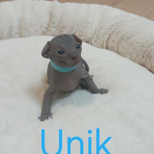 chaton Sphynx blue Unik Chatterie Luso Cat's