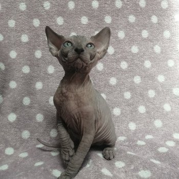 chaton Sphynx blue Unik Chatterie Luso Cat's