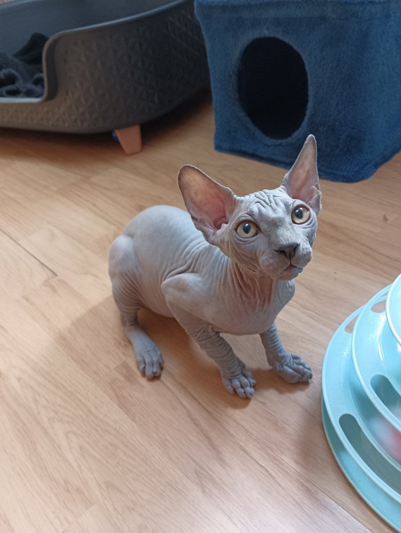 Unix Grougue Luso cats Mâle Sphynx