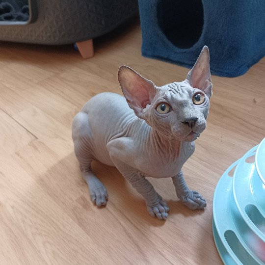 chaton Sphynx blue Unix Grougue Chatterie Luso Cat's