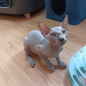 chaton Sphynx blue Unix Grougue Chatterie Luso Cat's