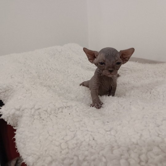 chaton Sphynx chocolate Urko Chatterie Luso Cat's