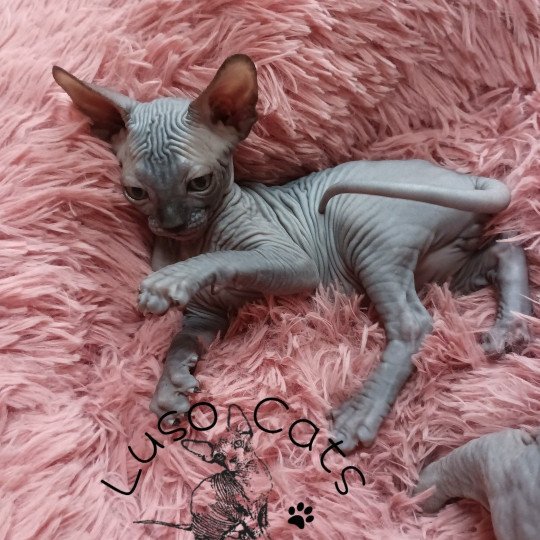 chaton Sphynx chocolate Urko Chatterie Luso Cat's
