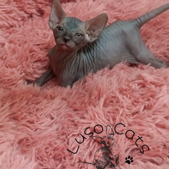 chaton Sphynx chocolate Urko Chatterie Luso Cat's