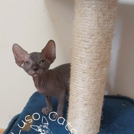 chaton Sphynx blue Ushiro Chatterie Luso Cat's