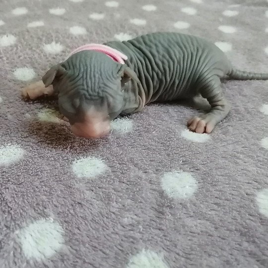 chaton Sphynx blue bicolor Ursula Chatterie Luso Cat's