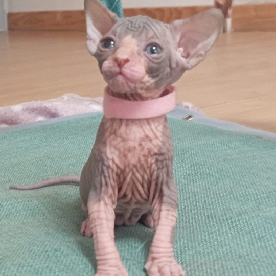 chaton Sphynx blue bicolor Ursula Chatterie Luso Cat's