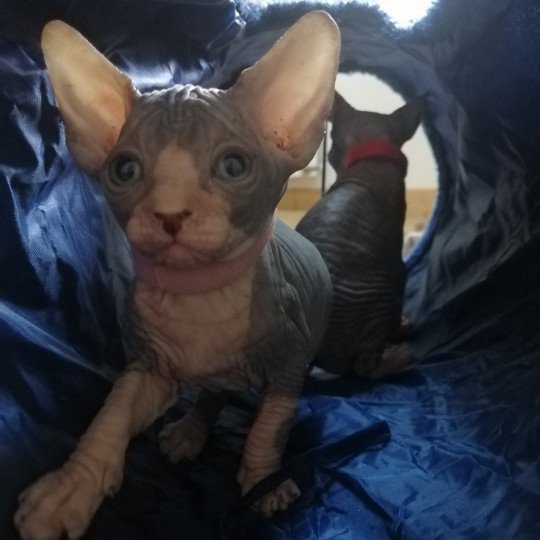 chaton Sphynx blue bicolor Ursula Chatterie Luso Cat's