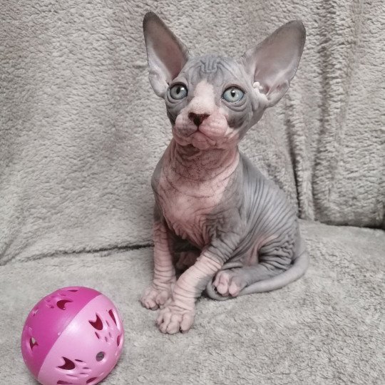 chaton Sphynx blue bicolor Ursula Chatterie Luso Cat's