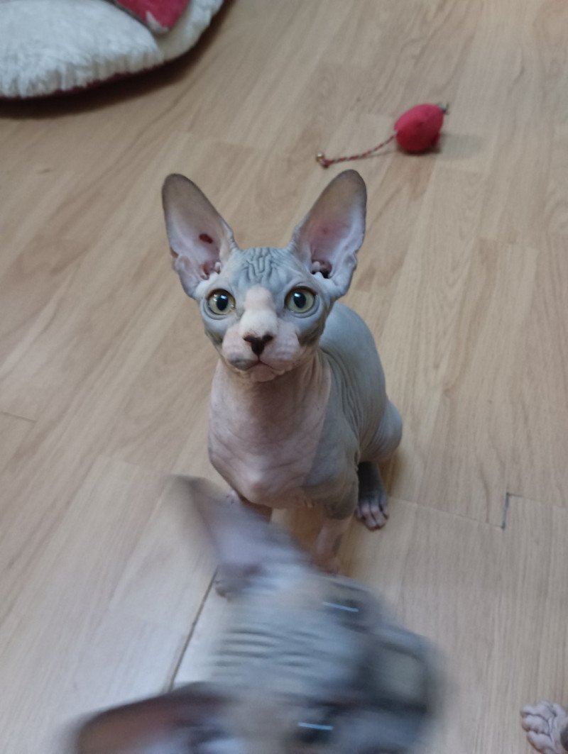 U-Hathor Luso cats Femelle Sphynx